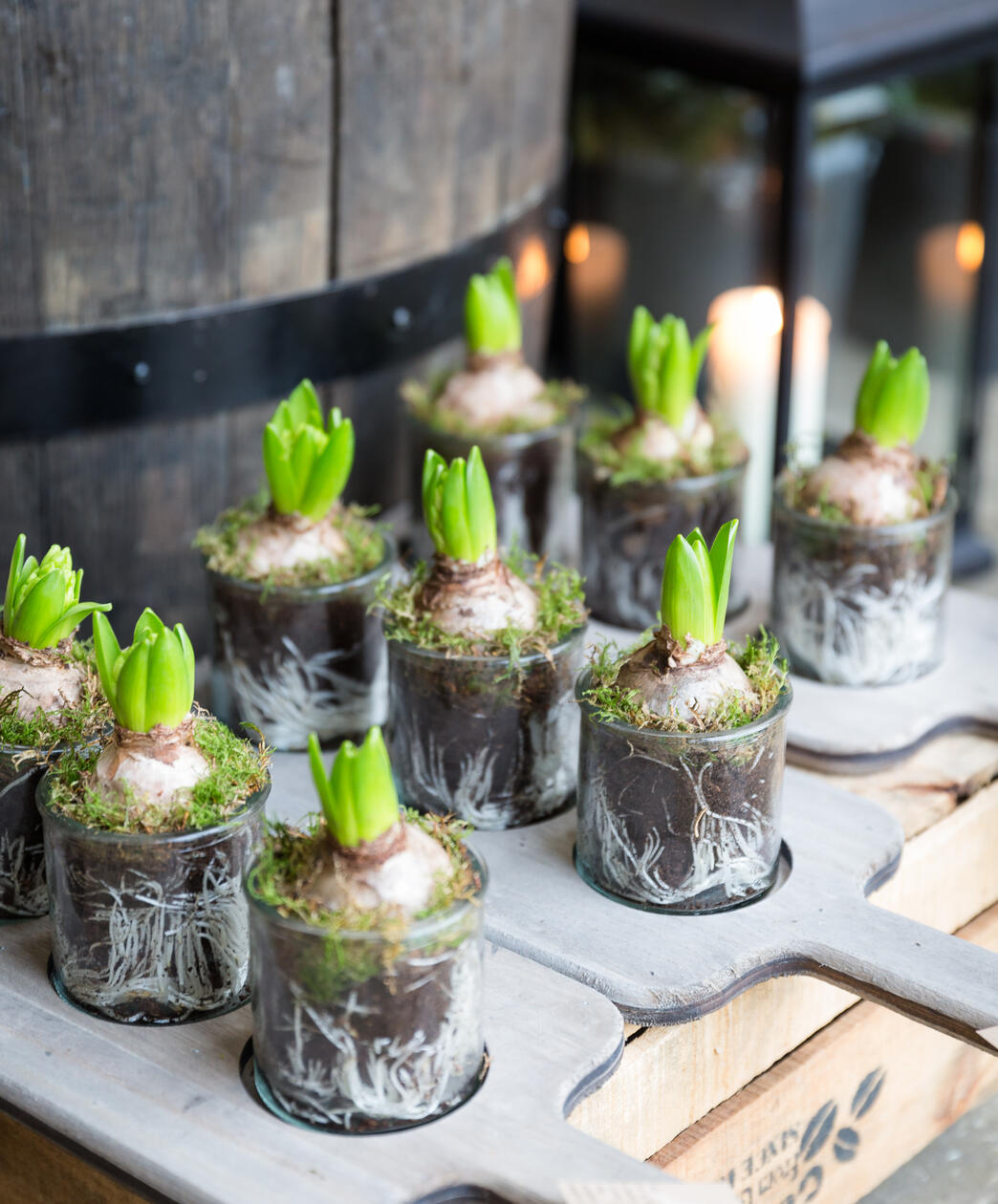 White Hyacinth Bulbs