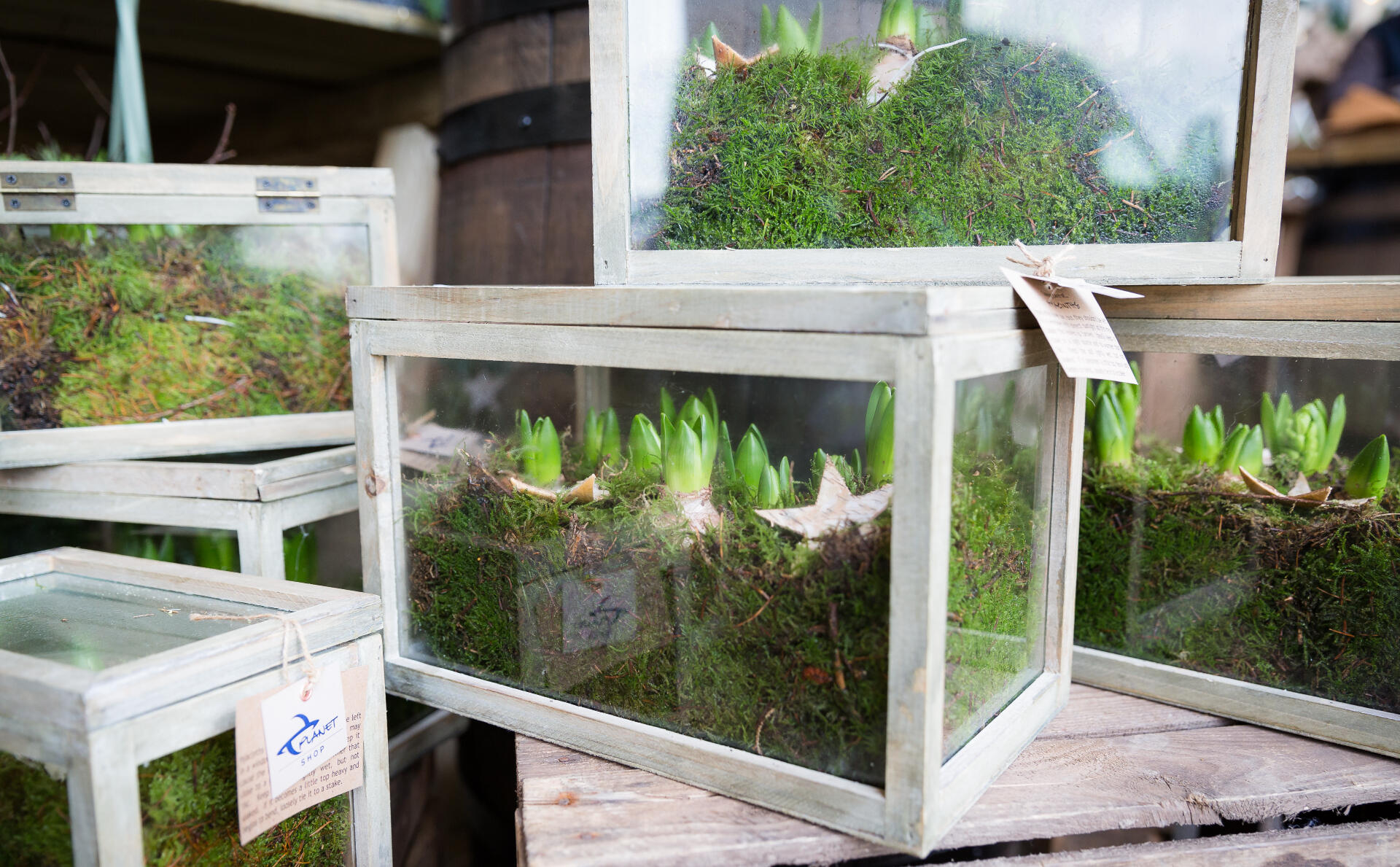 Terrarium of Hyacinths Moss