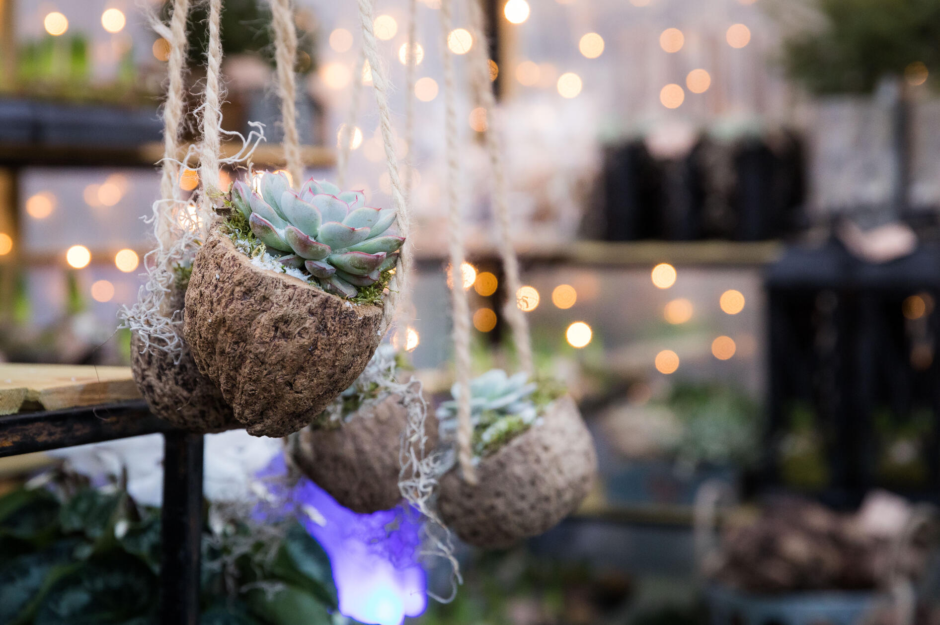 Hanging Succulent Plant